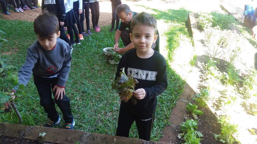 Alfaces e rúculas são colhidas na Horta Escolar e motivam a alimentação saudável do Pindorama