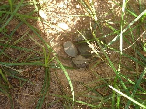 Unidade Oswaldo Cruz ganha novos moradores