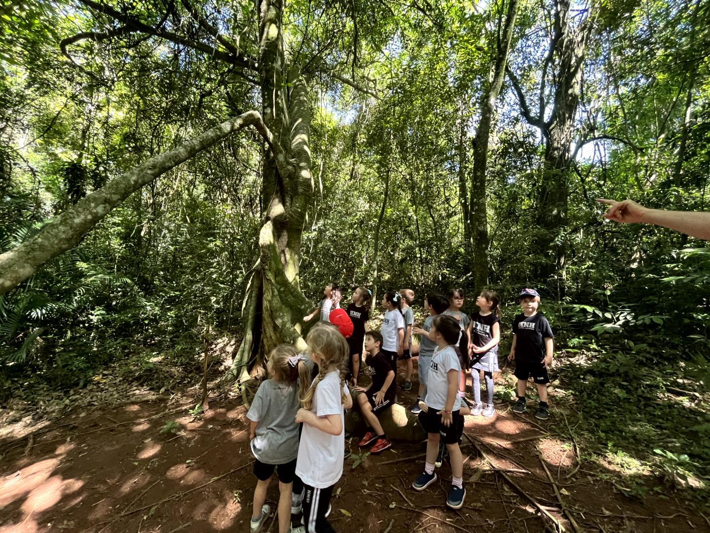 Turmas do Kindergarten 4 vivenciam dia de descobertas na natureza no Sítio 3 Figueiras